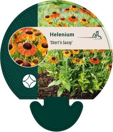 Helenium 'Short and Sassy' geen maat specificatie 0,55L/P9cm - afbeelding 2