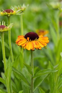 Helenium 'Short and Sassy' geen maat specificatie 0,55L/P9cm - afbeelding 1