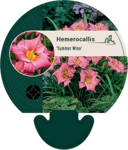 Hemerocallis 'Summer Wine' geen maat specificatie 0,55L/P9cm - afbeelding 2