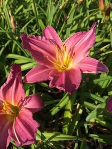 Hemerocallis 'Summer Wine' geen maat specificatie 0,55L/P9cm - afbeelding 1