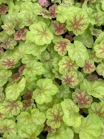 Heuchera 'Tiramisu' geen maat specificatie 0,55L/P9cm