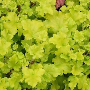 Heuchera 'Lime Marmalade' geen maat specificatie 0,55L/P9cm - afbeelding 2