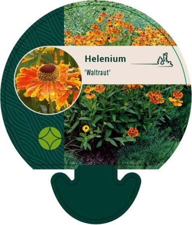 Helenium 'Waltraut' geen maat specificatie 0,55L/P9cm