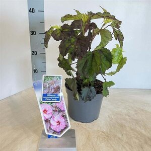 Hibiscus m. Carousel Pink Candy 30-40 cm cont. 2,0L - afbeelding 2