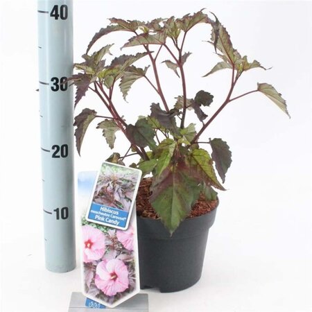 Hibiscus m. Carousel Pink Candy 30-40 cm cont. 2,0L - afbeelding 3