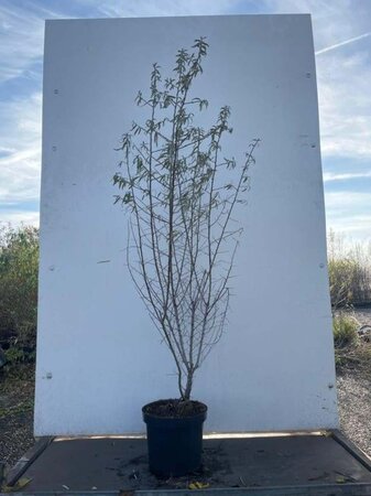 Hippophae rhamnoides 100-125 cm cont. 7,5L