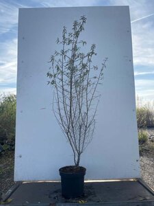 Hippophae rhamnoides 100-125 cm cont. 7,5L