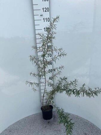 Hippophae rhamnoides 60-100 cm cont. 2,0L - afbeelding 1