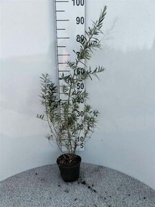 Hippophae rhamnoides 60-100 cm cont. 2,0L - afbeelding 2