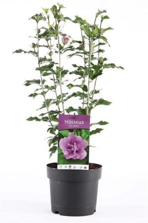 Hibiscus syr. 'Ardens' 40-50 cm cont. 3,0L - afbeelding 2