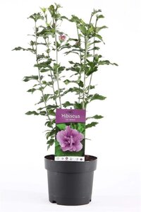 Hibiscus syr. 'Ardens' 40-50 cm cont. 3,0L - afbeelding 2