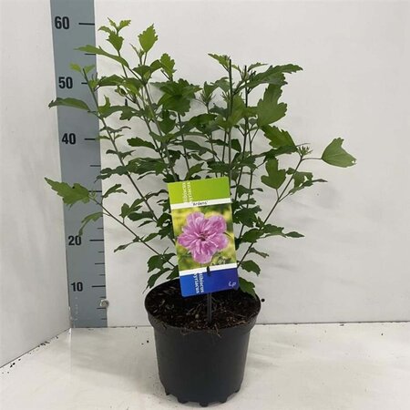 Hibiscus syr. 'Ardens' 40-50 cm cont. 3,0L - afbeelding 4