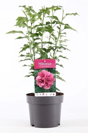 Hibiscus syr. 'Duc de Brabant' 40-50 cm cont. 3,0L - afbeelding 1