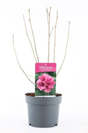 Hibiscus syr. 'Duc de Brabant' 40-50 cm cont. 3,0L - afbeelding 2