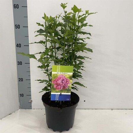 Hibiscus syr. 'Duc de Brabant' 40-50 cm cont. 3,0L - afbeelding 4