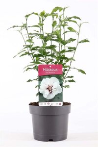 Hibiscus syr. 'Speciosus' 40-50 cm cont. 3,0L - afbeelding 3