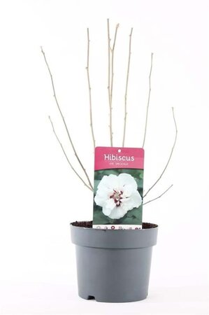 Hibiscus syr. 'Speciosus' 40-50 cm cont. 3,0L - afbeelding 4