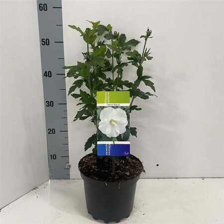 Hibiscus syr. 'Totus Albus' 40-50 cm cont. 3,0L - afbeelding 2