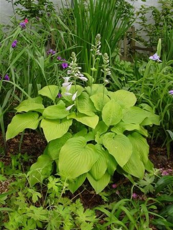 Hosta 'August Moon' geen maat specificatie 0,55L/P9cm - afbeelding 4