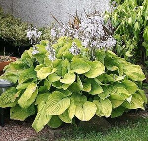 Hosta 'August Moon' geen maat specificatie 0,55L/P9cm - afbeelding 2