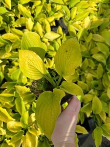 Hosta 'August Moon' geen maat specificatie 0,55L/P9cm - afbeelding 3