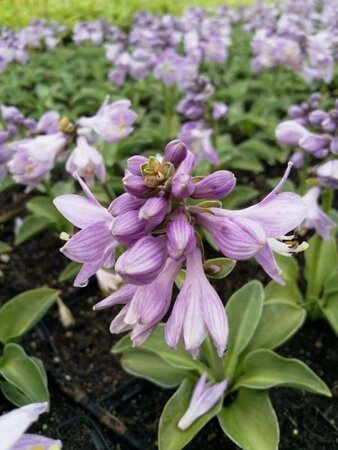 Hosta 'Blue Mouse Ears' geen maat specificatie 0,55L/P9cm - afbeelding 1