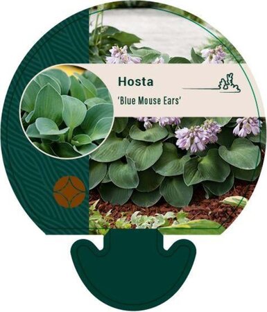 Hosta 'Blue Mouse Ears' geen maat specificatie 0,55L/P9cm - afbeelding 4