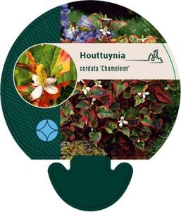 Houttuynia cordata 'Chameleon' geen maat specificatie 0,55L/P9cm - afbeelding 1