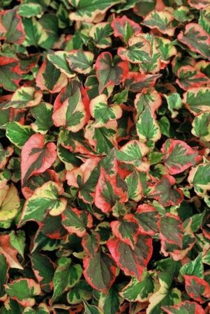 Houttuynia cordata 'Chameleon' geen maat specificatie 0,55L/P9cm - afbeelding 2