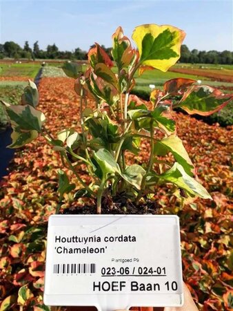 Houttuynia cordata 'Chameleon' geen maat specificatie 0,55L/P9cm - afbeelding 6