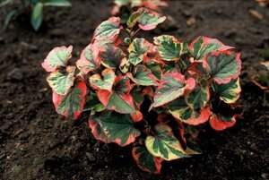 Houttuynia cordata 'Chameleon' geen maat specificatie 0,55L/P9cm - afbeelding 3