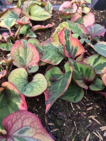 Houttuynia cordata 'Chameleon' geen maat specificatie 0,55L/P9cm - afbeelding 7