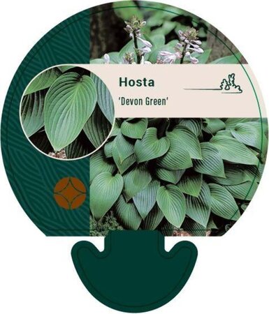 Hosta 'Devon Green' geen maat specificatie 0,55L/P9cm - afbeelding 3