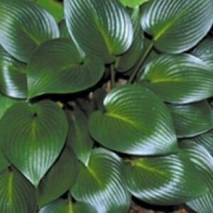 Hosta 'Devon Green' geen maat specificatie 0,55L/P9cm - afbeelding 1