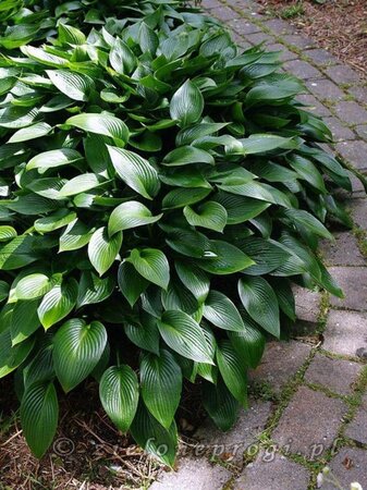 Hosta 'Devon Green' geen maat specificatie 0,55L/P9cm - afbeelding 2