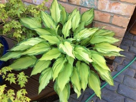 Hosta 'Fortunei Albopicta' geen maat specificatie 0,55L/P9cm