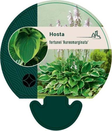 Hosta 'Fortunei Aureomarginata' geen maat specificatie 0,55L/P9cm - afbeelding 2