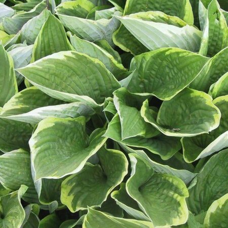 Hosta 'Fortunei Aureomarginata' geen maat specificatie 0,55L/P9cm - afbeelding 4