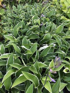 Hosta 'Francee' geen maat specificatie 0,55L/P9cm - afbeelding 1