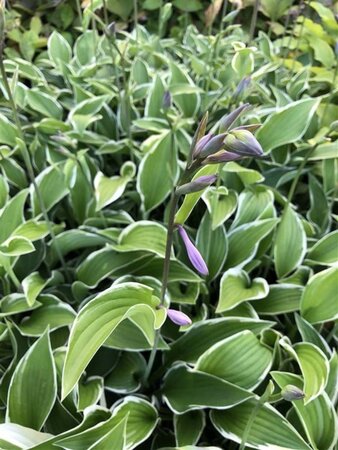 Hosta 'Francee' geen maat specificatie 0,55L/P9cm - afbeelding 2