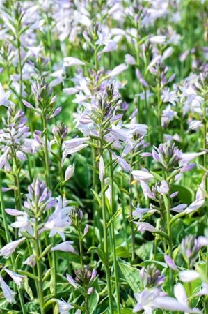 Hosta 'Francee' geen maat specificatie 0,55L/P9cm - afbeelding 4