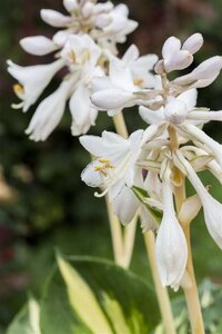 Hosta 'Great Expectations' geen maat specificatie 0,55L/P9cm