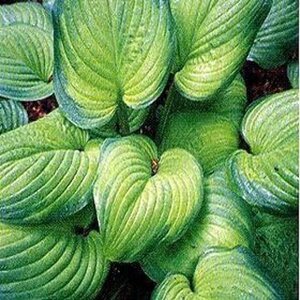 Hosta 'Guacamole' geen maat specificatie 0,55L/P9cm