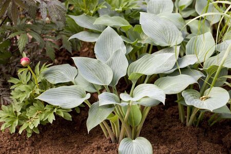 Hosta 'Halcyon' geen maat specificatie 0,55L/P9cm - afbeelding 1