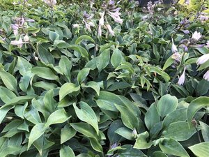 Hosta 'Halcyon' geen maat specificatie 0,55L/P9cm - afbeelding 3