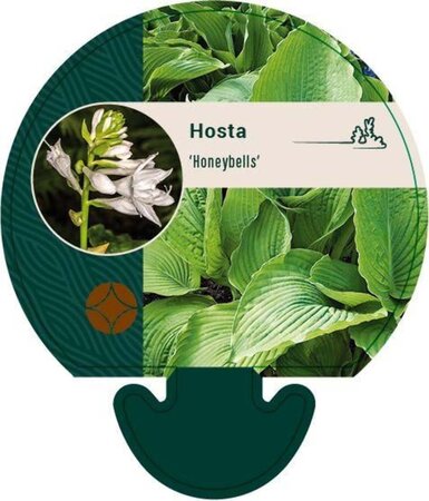 Hosta 'Honeybells' geen maat specificatie 0,55L/P9cm