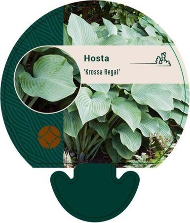 Hosta 'Krossa Regal' geen maat specificatie 0,55L/P9cm