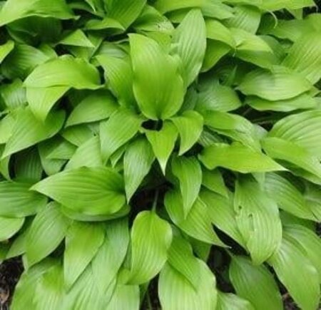 Hosta lancifolia geen maat specificatie 0,55L/P9cm - afbeelding 2