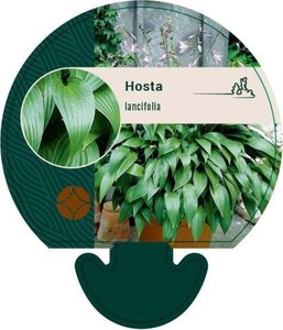 Hosta lancifolia geen maat specificatie 0,55L/P9cm - afbeelding 1