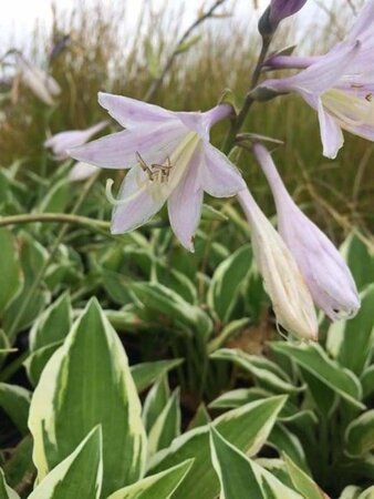 Hosta 'Patriot' geen maat specificatie 0,55L/P9cm - afbeelding 2